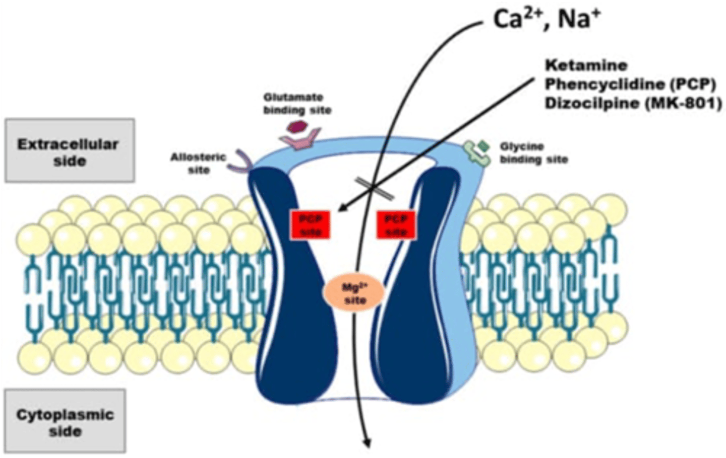 <p>- Ketamine and PCP act by an open channel block mechanism<br>- Requires channels to open to antagonize<br>- Bind a site that is electrically deep in the channel<br>- Occludes flow of ions<br>- Can remain in the channel when it closes<br>- Ketamine may be useful for depression and post-traumatic stress disorder</p>