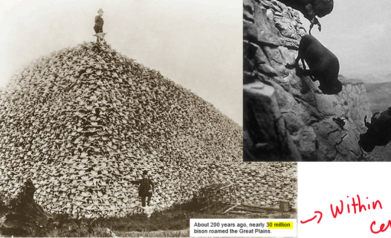 <p>About 200 years ago there were nearly 30 million bison roaming planet earth. </p><p>1890</p><p>As few as 750 bison were left in North America due  to extreme overhunting</p>