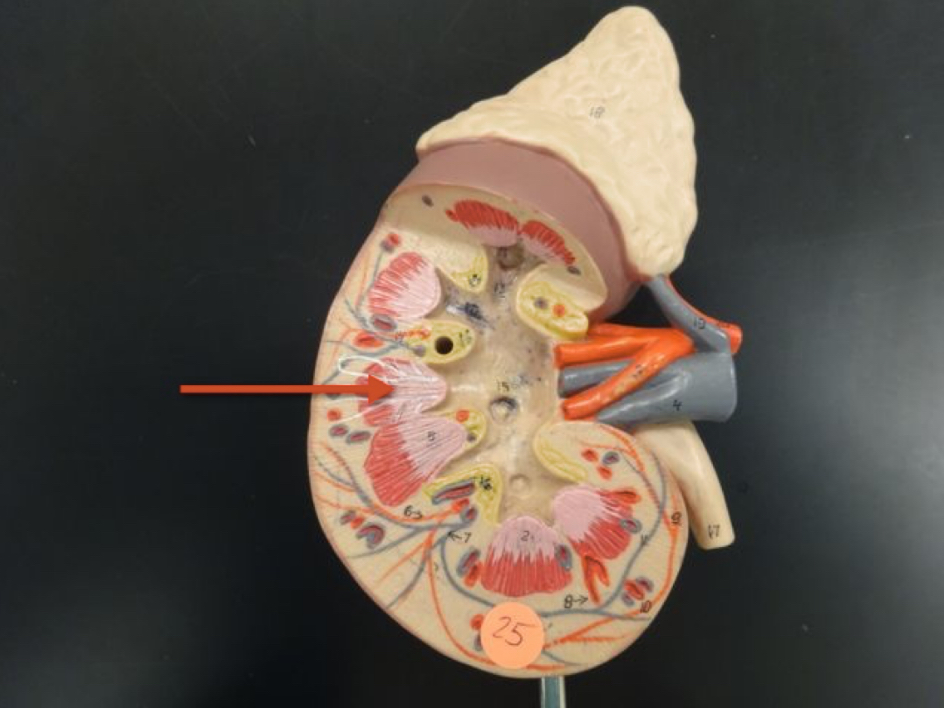 <p>Name the structure</p>