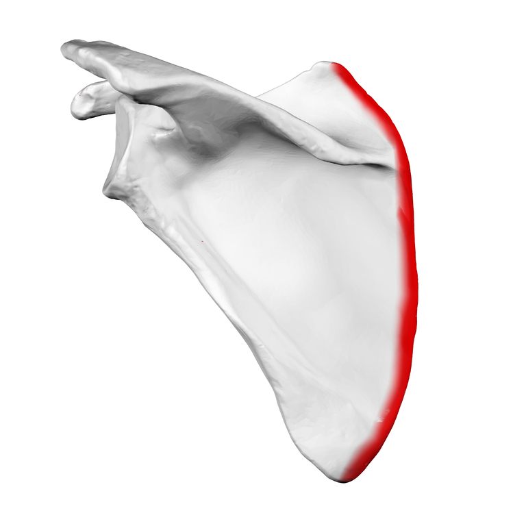 <p>(left scapula)</p>