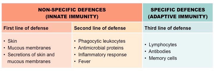 <p>internal processes: inflammation, fever, and granulocytes (neutrophils, macrophages, dendritic cells, eosinophils, basophils, and NK cells - NOT agranulocyte)</p>