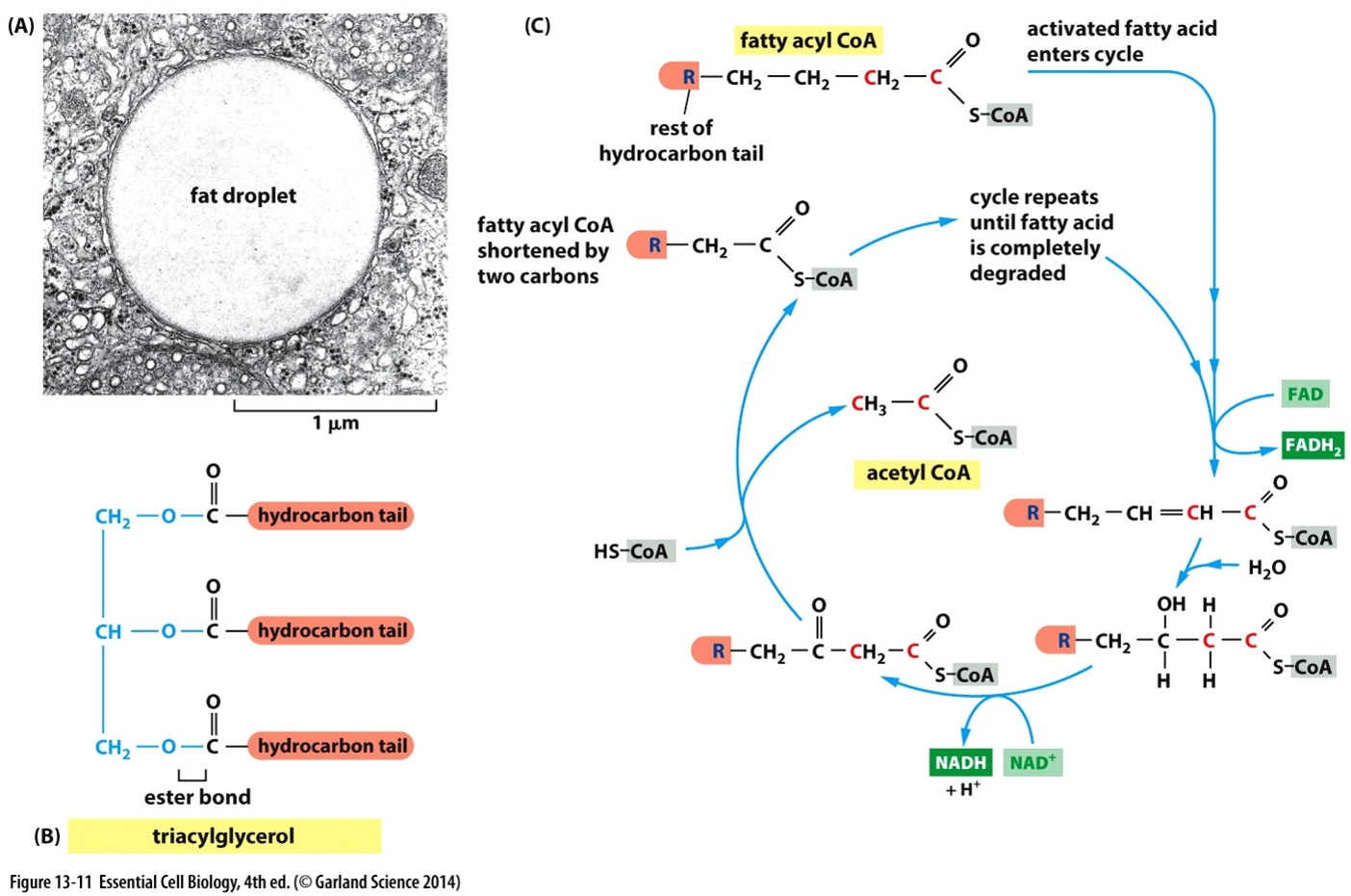 <p>Lipids can also be converted to..</p>