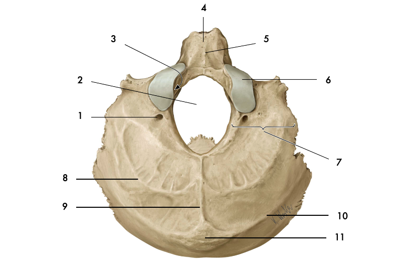 Protubérance occipitale externe
