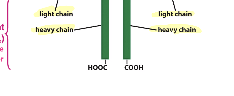 <p>doesn’t vary from one antibody to another</p><ul><li><p>carries out the business of the antibodies</p></li></ul><p></p>