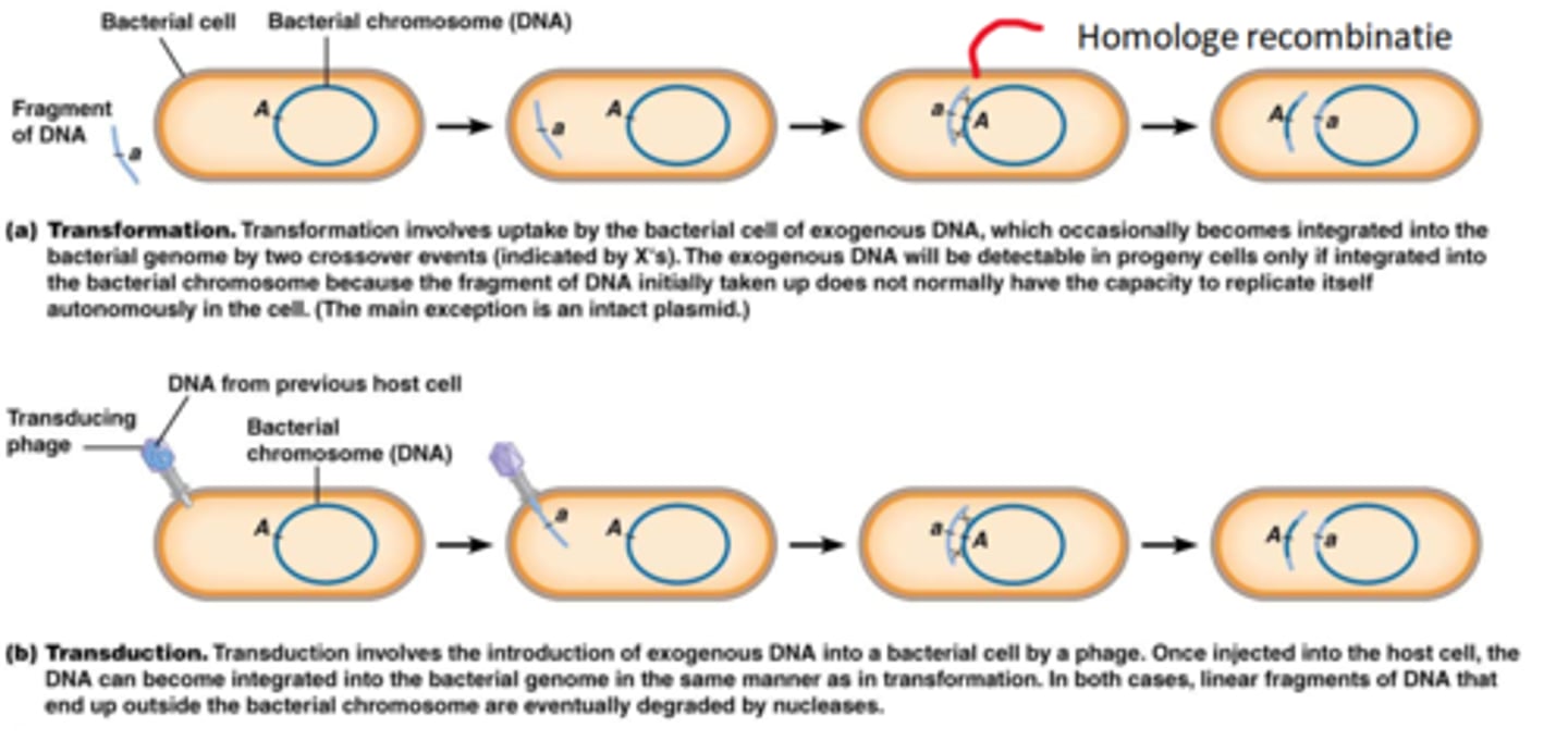<p>Een bacteriofaag introduceert exogeen DNA in een bacterie. Wanneer deze is geïnjecteerd kan het DNA geïntegreerd worden in het bacterieel genoom op dezelfde manier als de transformatie. Het genoom dat door de dubbele cross-over buiten het chromosoom terecht komt wordt afgebroken door nuclease.</p>