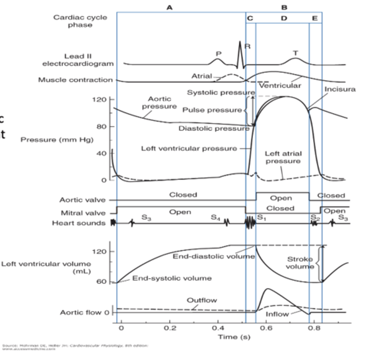 <p>The cardiac cycle phases in the chart are what </p><p>A = _____</p><p>B = _____</p><p>B is divided into </p><p>C = _____</p><p>D = _____</p><p>E = ______</p>