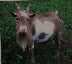 <p>originated in west africa and brought to the united states in 1950s. smaller stature and gentle personalities they are used as companion animals in addition to dairy. have been used as service animals. milk is high in butterfat and aslo higher in protein. confused with pygmy goat (meat breed))</p>