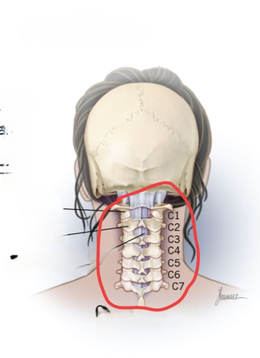 <p>Behind the neck, C1-C7</p>