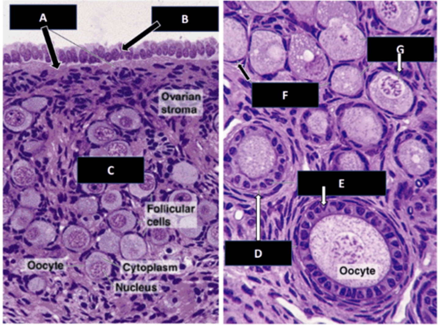 <p>f: cell layer</p>