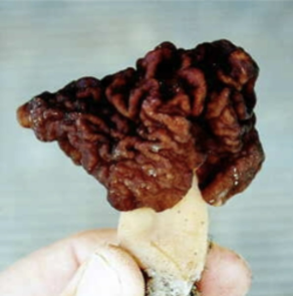 <p>which mushroom genus? which toxin?</p>