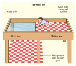 <p>to investigate these question → created the <strong>visual cliff </strong>apparatus </p><ul><li><p>on a foot long plank of wood </p></li><li><p>most commonly used for space perception </p></li><li><p>allows for control of auditory and tactual stimuli</p></li><li><p>protects participants (safe)- high in ecological validity but also safe</p></li></ul>