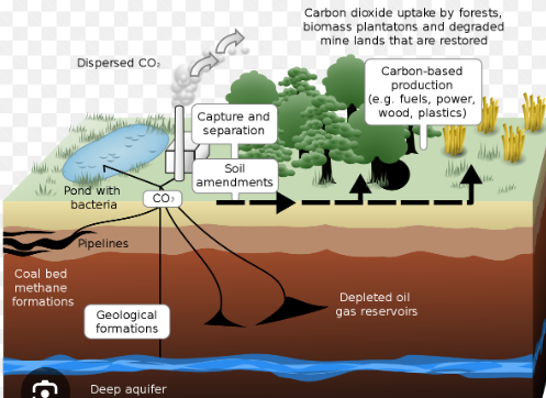<p>Captures and/or <u>stores carbon dioxide from the atmosphere</u>. It’s goal is to reduce global warming.</p><p>They colonize sterile soils absorb nutrients and water and releases them slowly back into the ecosystem, contributing to the formation of soil for new plants to grow on.</p>