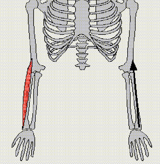 <p>Flexes elbow - optimal action with neutral forearm</p><p>Antagonist: Triceps Brachii</p>