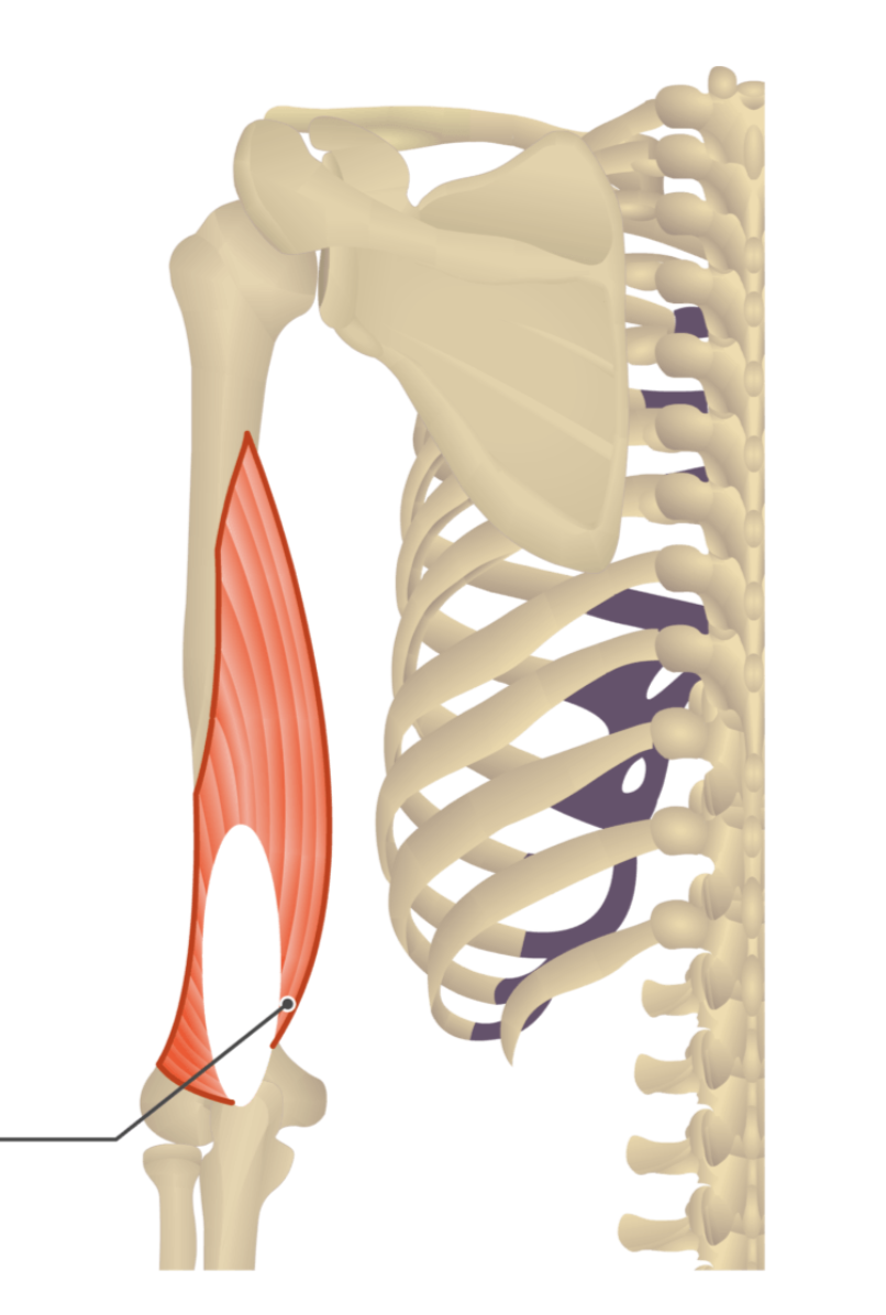 <p>triceps brachii, medial head</p>