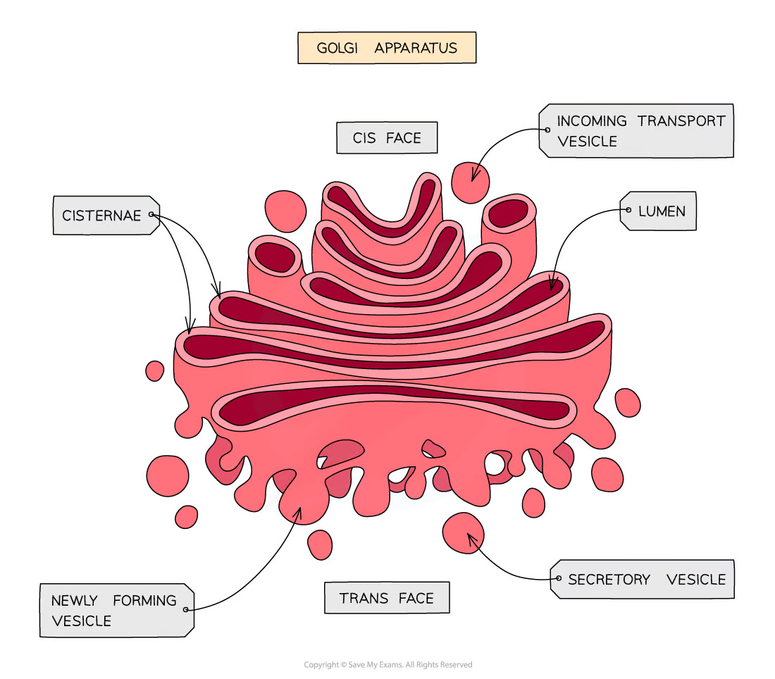 <ul><li><p><span>consists of </span><strong>flattened sacs of membrane</strong></p></li><li><p><strong>modifies&nbsp;proteins and lipids</strong><span> before&nbsp;</span><strong>packaging</strong><span>&nbsp;them into </span><strong><span>G</span>olgi vesicles</strong></p></li><li><p>The vesicles then<strong><span style="color: var(--bs-body-color)">&nbsp;</span>transport the proteins and lipids</strong>&nbsp;to their required destination </p></li></ul>