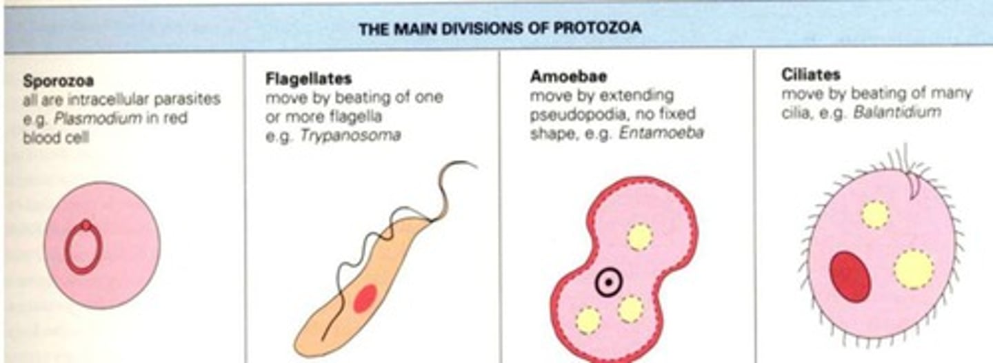 <p>Protozoa characterized by pseudopodia for movement.</p>