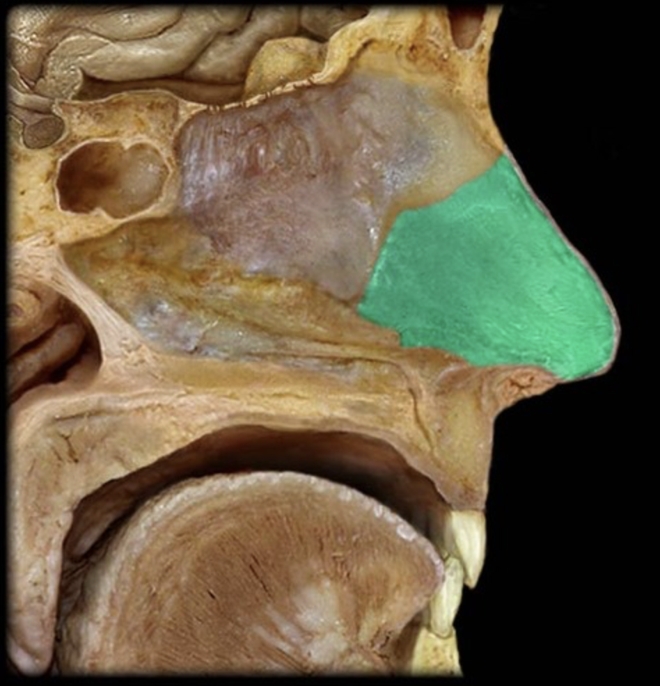 <p>flat cartilage structure that forms the anterior portion of the nasal septum</p>