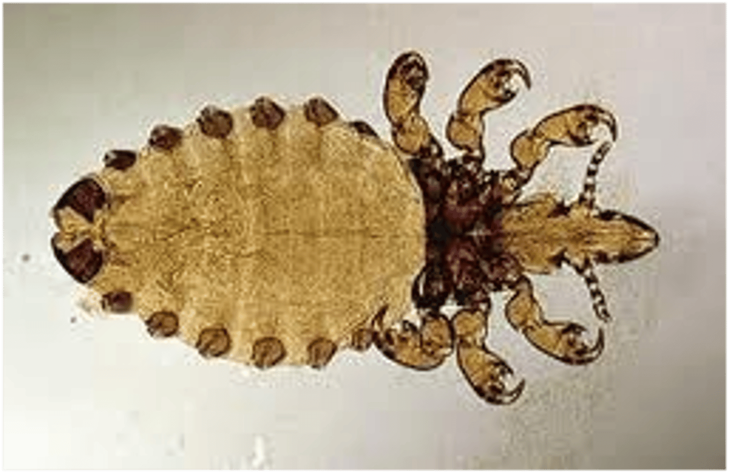 <p>Host: mammals</p>