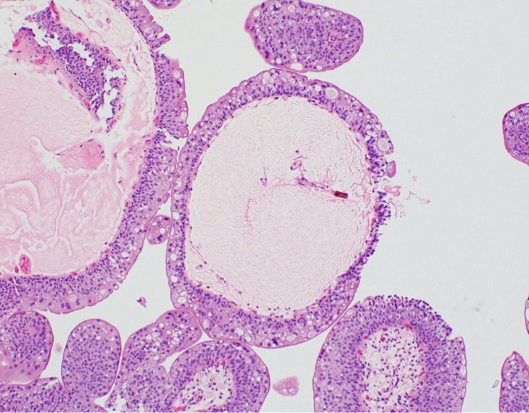 <p>A- identify</p><p>B- describe</p><p>C- originate from ?</p>