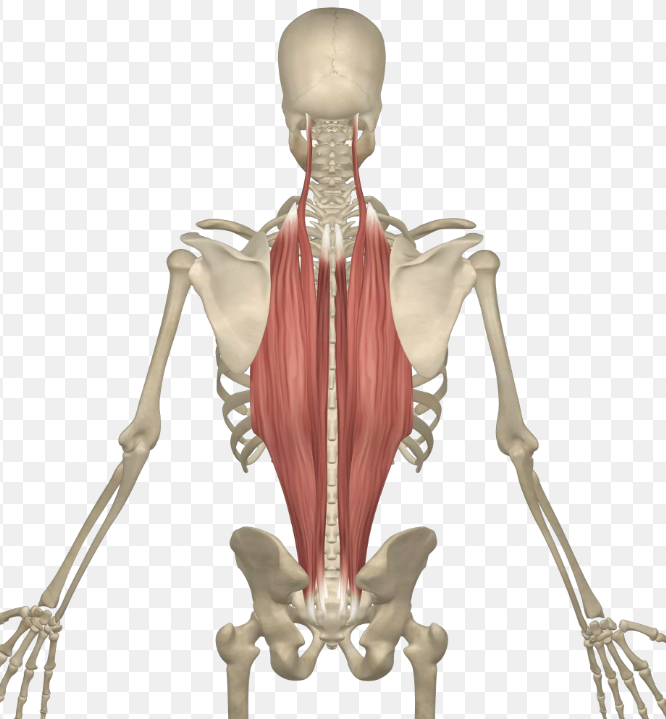 <p>What muscles are these? and what are the attachments?</p>