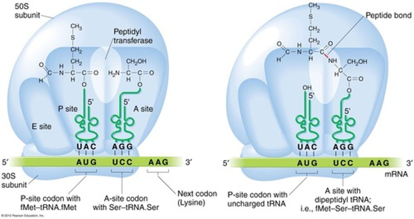 <p>The site on the ribosome that holds the tRNA carrying the growing polypeptide chain.</p>