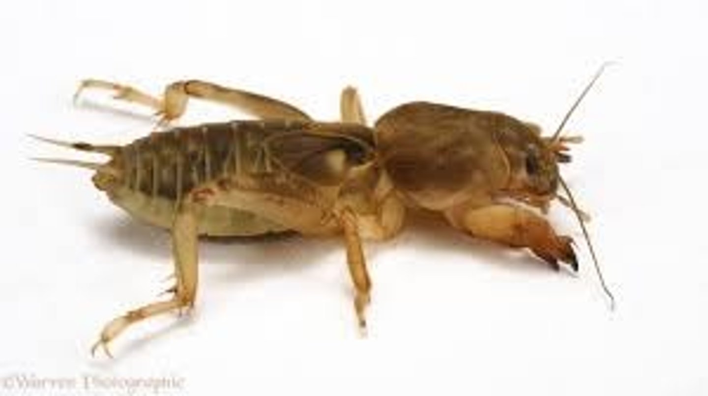 <p>Fairly large burrowing orthopterans. Characteristics:<br>front legs broad, modified for digging, have large "claws"<br>hind legs not enlarged for jumping (compare Tridactylidae, which have enlarged hind legs)<br>all tarsi with three segments (formula 3-3-3)<br>tympana at base of front tibiae<br>antennae less than half body length<br>ovipositor variable</p>