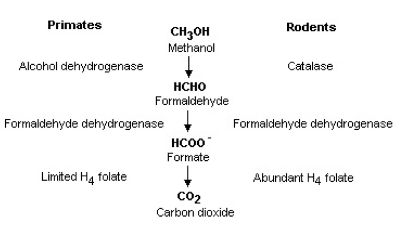 <p>methanol → formaldehyde → formate → CO<sub>2</sub></p>