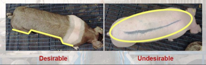 <p>lean hogs: hourgalss shape</p><p>fat hogs: boat shape</p>