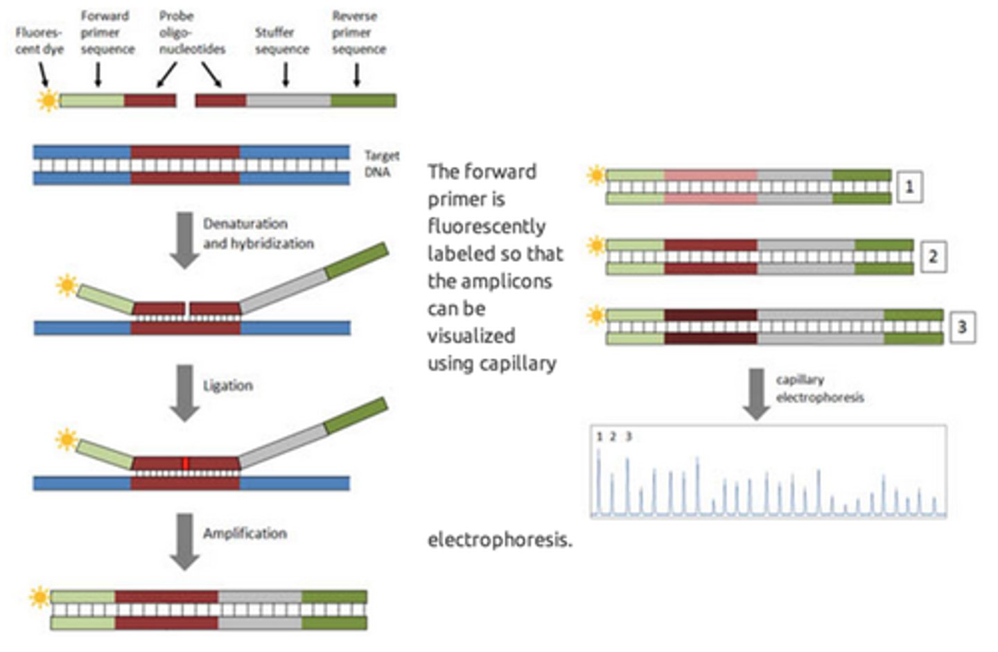 <p>For each possible mutation there is a specific probe and an adjacent anchor probe separated by a single base.<br>Only when the 2 probes anneal adjacent to each other are they able to be subsequently ligated and then amplified with probe-specific primers.</p>