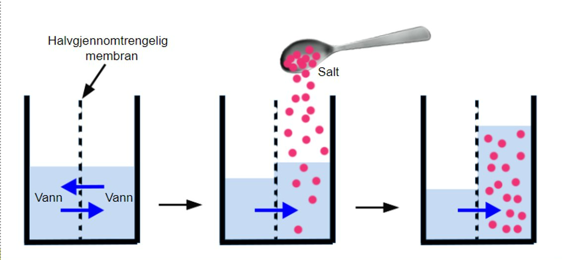 <p>Hvis man tilsetter salt i vannet på den ene siden av membranen, vil vannet uten salt diffundere over til siden med salt, helt til konsentrasjonen av vann er lik på begge sider. </p>