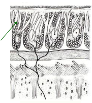 <p>pharynx simplex (jednoduchý) </p><p>pharynx plicatus (vychlípitelný) </p><p>pharynx bulbosus (savý-váčkovitý)</p>
