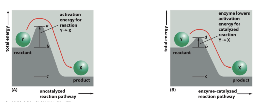<p>can lower the energy requirement significantly, thereby increasing the rate of the reaction</p>