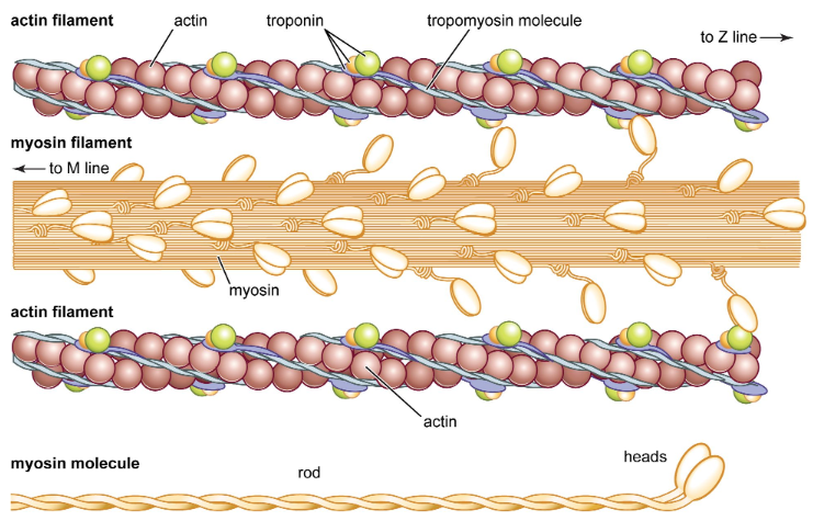 <p>made up of a “head” and a “tail” and looks like a golf club</p><p>head is attachment site for actin</p>