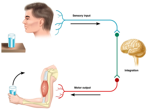 Sensory neurons are neurons responsible for converting external stimuli from the environment into corresponding internal stimuli. They are activated by sensory input (such as visible light, sound, heat, physical contact, etc.) or by chemical signals (such as smell and taste).