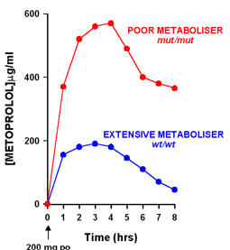 <p>- Subjects show extensive or poor metabolism of drugs transformed through specific P450s. Best characterized for CYP2D6 where Poor Metabolizerās make up 10% of Caucasian subjects. </p>