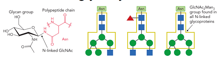 <p>50% of all proteins are glycoslyated<br>N-glycans are added to secreted and membrane-bound glycoproteins at Asn-X-Ser/Thr “sequons” (where X = any amino acid except Pro). <br>About 70% of eukaryotic proteins contain this sequon and ~70% of the sequons contain an N-glycan.</p>