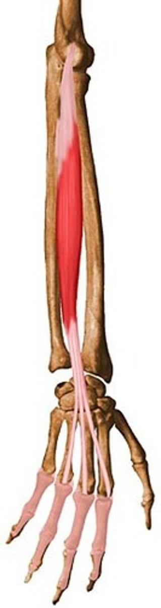 <p>Origin: Lateral epicondyle</p><p>Insertion: Middle and distal phalanges of fingers 2-5</p><p>Action: Extends joints from wrist to DIP joints of digits 2-5</p><p>Innervation: Radial Nerve</p>