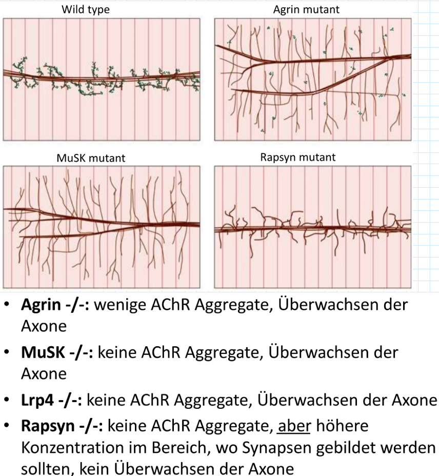 <p>Synaptische Strukturen fehlen</p><p>Auch bei knock-out Mutanten von LRP4 MuSK und Rapsin ähnlicher Effekt</p>