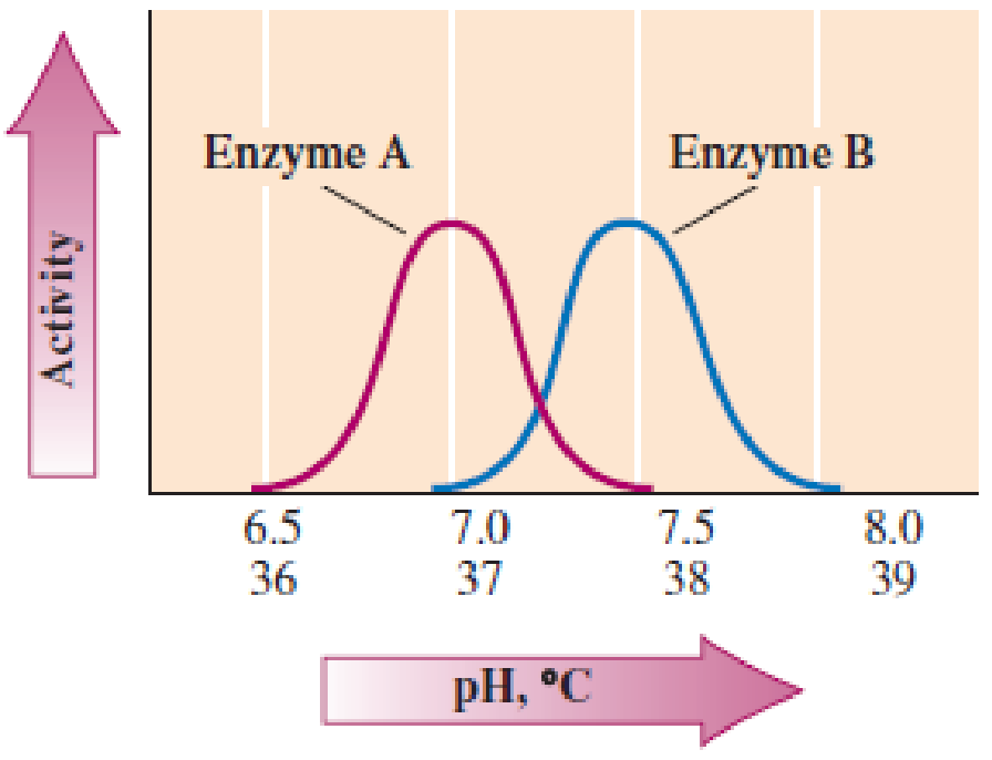 <p>what is the optimum temperature for enzyme A</p>