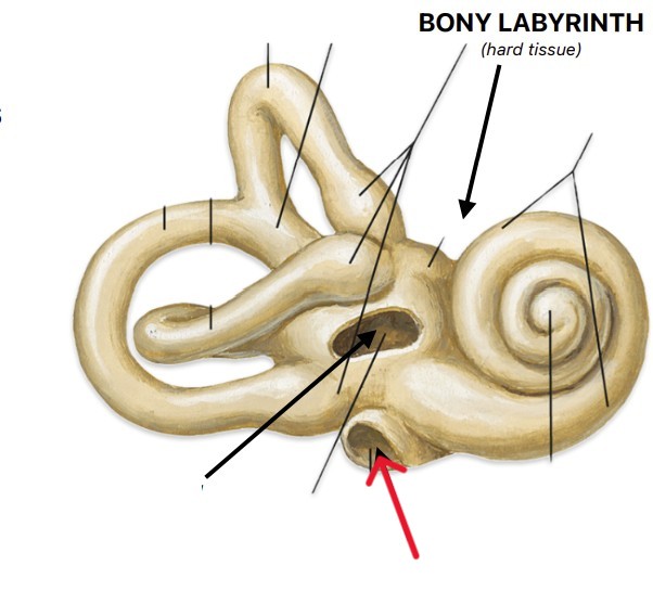 <p>Which part of the ear is:</p><ul><li><p>Rounded</p></li><li><p>Below oval window</p></li></ul><p></p>