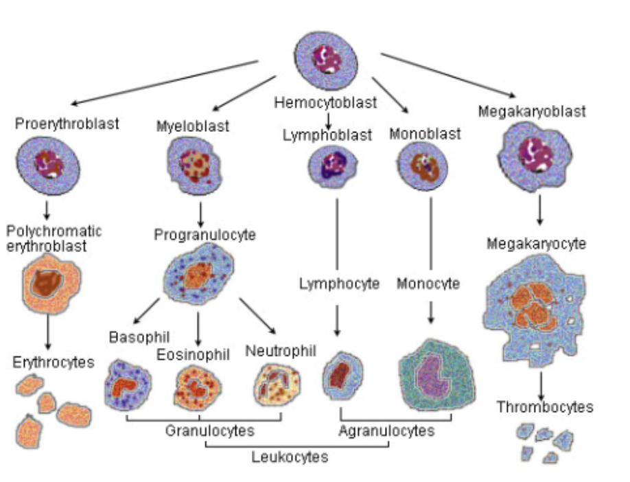 <ul><li><p><span style="color: purple;"><strong>Hematopoietic stem cells</strong></span> (<strong><em>hemocytoblasts</em></strong>) → <strong>Stem cell that gives rise to all formed elements</strong></p><ul><li><p>Hormones and growth factors push cell toward specific pathway of blood cell development</p></li><li><p><span style="color: red;"><strong>Committed cells cannot change</strong></span></p></li></ul></li><li><p><span style="color: purple;"><strong>Erythropoietin (EPO)</strong></span><strong> </strong>→<strong> Hormone that stimulates formation of RBCS</strong></p><ul><li><p>Always small amount of EPO in blood to maintain basal rate</p></li><li><p>Released by <span style="color: purple;"><strong><mark data-color="purple" style="background-color: purple; color: inherit;">kidneys</mark></strong></span> (some from liver) in response to hypoxia</p></li></ul></li></ul><p></p><p></p>