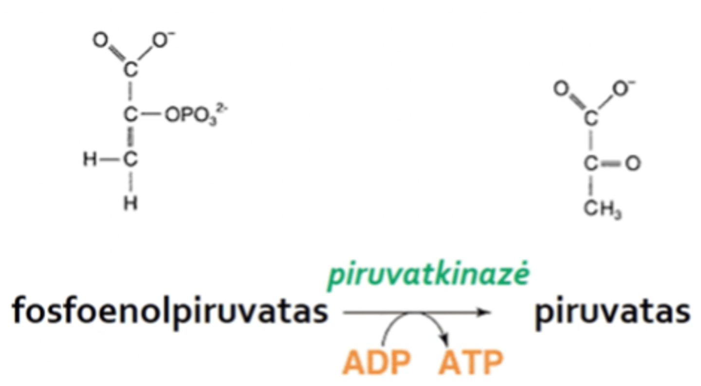 <p>(makroerginis ryšys OP) -tarp degiuonies ir fosforo atomų</p><p>Priklauso fosfoenolpiruvatas, jį hidrolizuojant išsiskiria 14,8 kcal/mol energijos - daugiausiai iš visų</p>