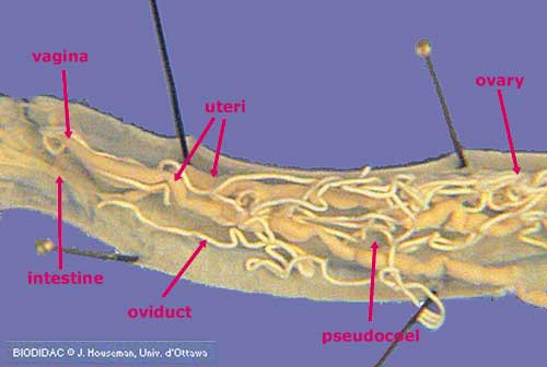 ascaris labeled