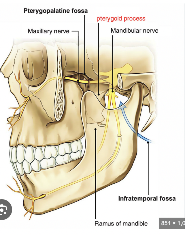 <p>pterygoid process</p>