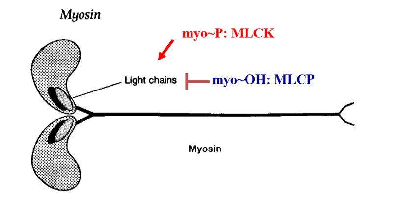 <ol><li><p>bestaat uit een light chain + heavy chain:</p></li><li><p>light chain: regulerende functie</p><ol><li><p>wordt gefosforyleerd door Myosine Light Chain Kinase (MLCK) → interactie actine en myosine</p></li><li><p>wordt gedefosforyleerd door Myosine Light Chain Fosfatase (MLCP) → geen interactie actine en myosine</p></li></ol></li></ol><p></p>