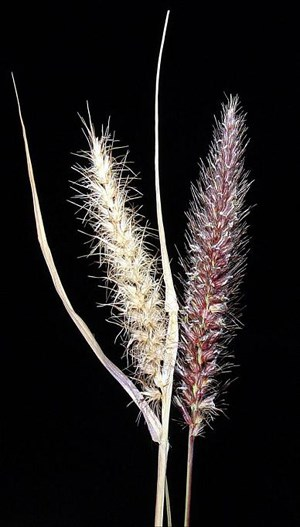 Longevity: Perennial

Season of Growth: Warm

Origin: Introduced

Economic Value

Wildlife: Poor

Grazing: Good