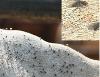 <p><span style="line-height: 115%;"><span>Haematobia exigua (buffalo fly)</span></span></p><p><span style="font-family: Calibri, sans-serif;"><span>- </span></span>Esp withers, shoulders, flanks</p><p>Tx: SP, diazinon, ML</p>