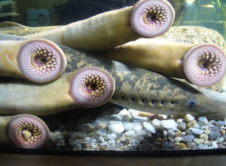 <p>coastal marine waters and some freshwater<br>not found in warm waters<br>no jaws, and no paired fins<br>cartilaginous skeleton<br>parasitic species<br>anadromous fish</p>