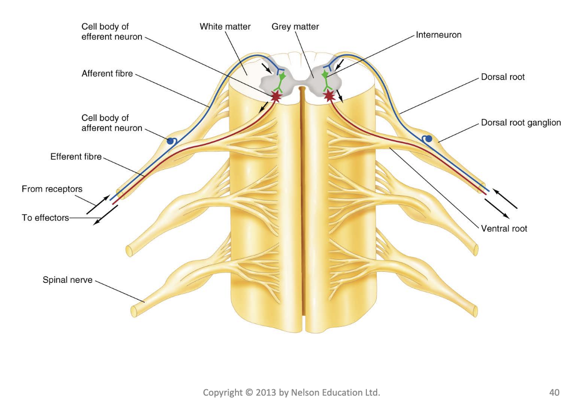 <p>• Spinal nerves connect with each side of the spinal cord by a dorsal root and a ventral root</p><p>• A spinal nerve consists of both afferent and efferent fibres</p><p>– A nerve is a bundle of peripheral neuronal axons enclosed by a connective tissue covering and following the same pathway</p><img src="https://knowt-user-attachments.s3.amazonaws.com/bdfb0d45-ed87-44f2-8982-d0404d583b4c.png" data-width="100%" data-align="center"><p></p><p></p>