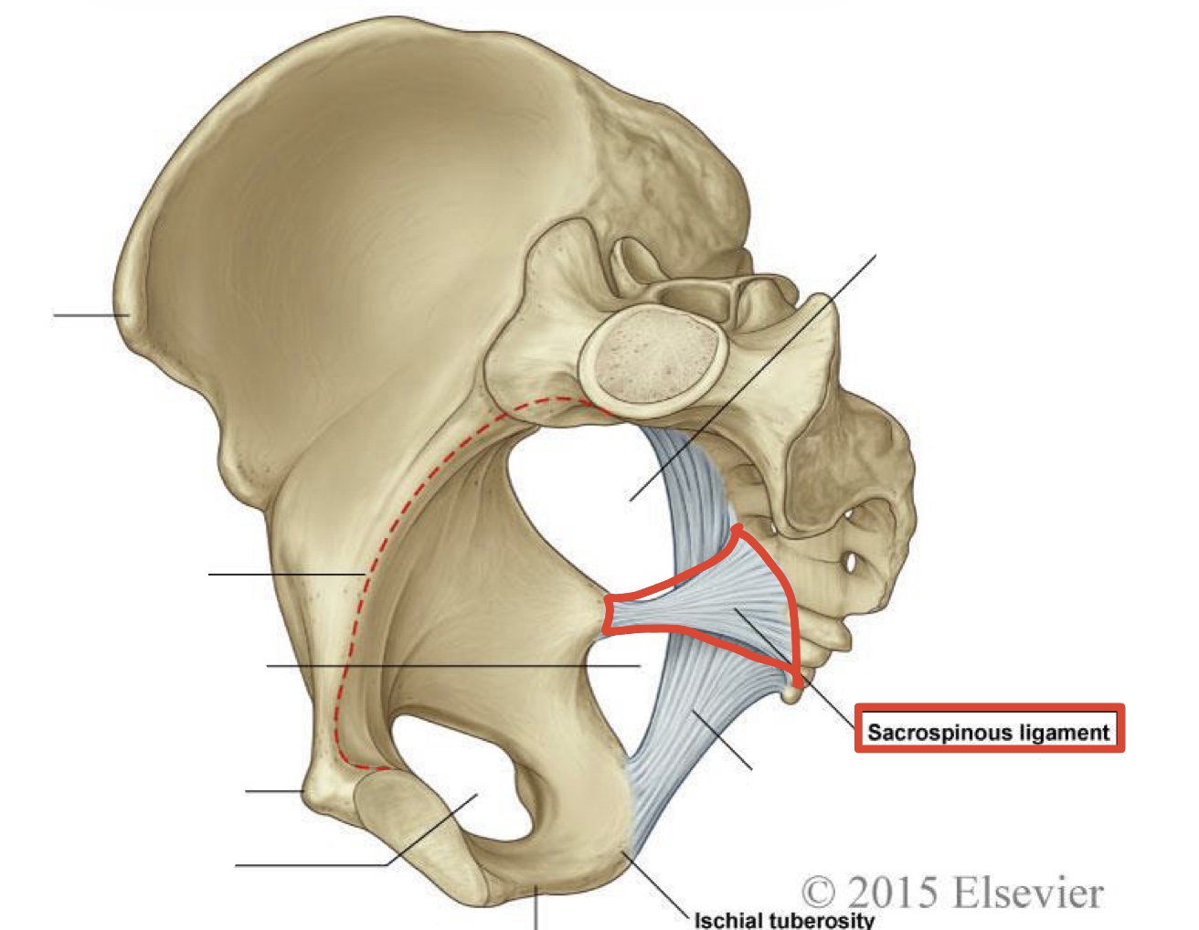 <p>The ligament connecting the sacrum to the ischial spine</p>